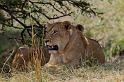 106 Tanzania, N-Serengeti, leeuw